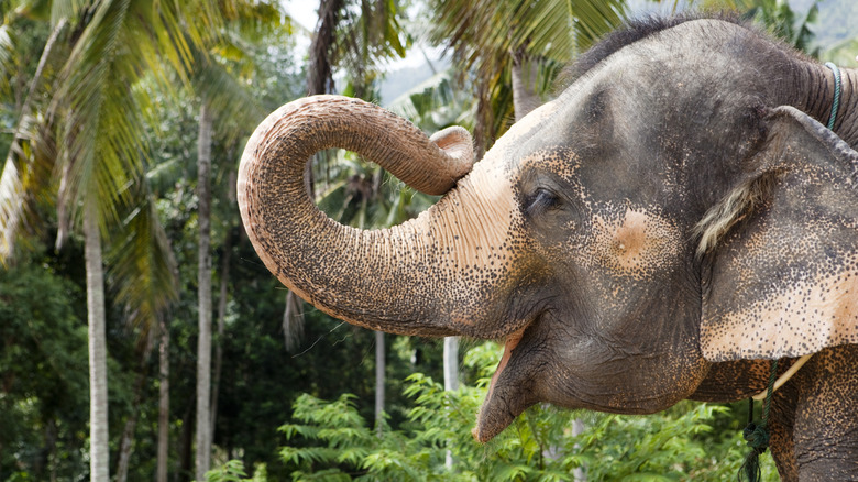 Thai elephant in the forest