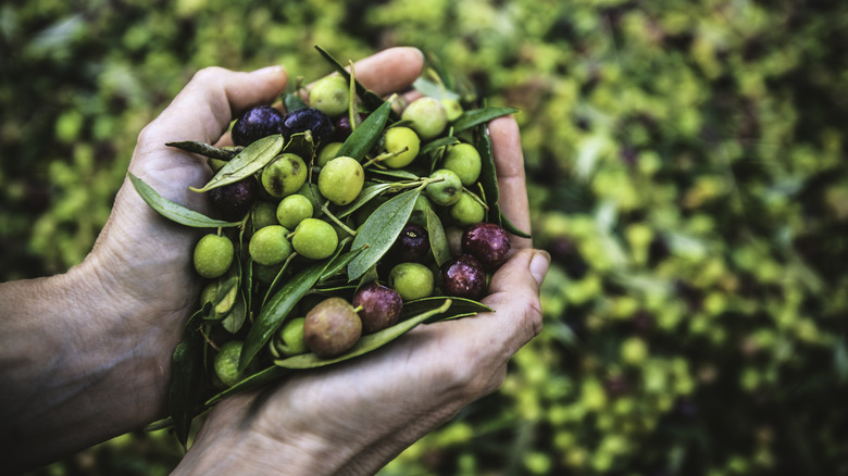 A person holding a bushel of fresh olives