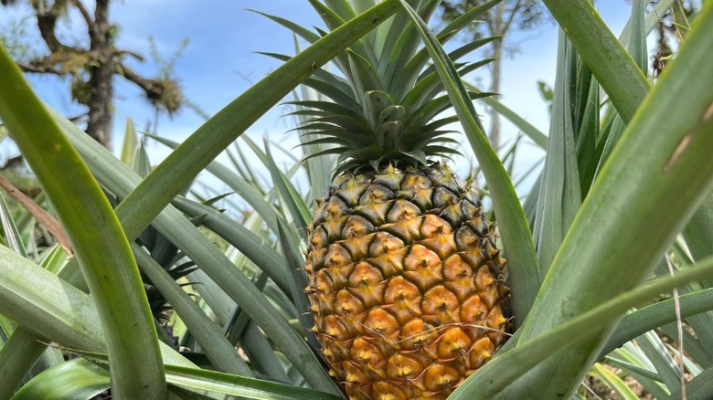 A pineapple ripening on its shrub