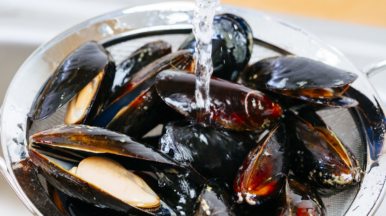 Fresh mussels being rinsed