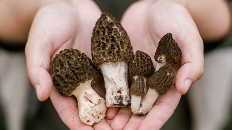 Hands holding morel mushrooms