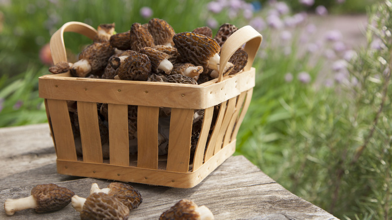 basket of fresh morels on a wooden table in an outdoor setting