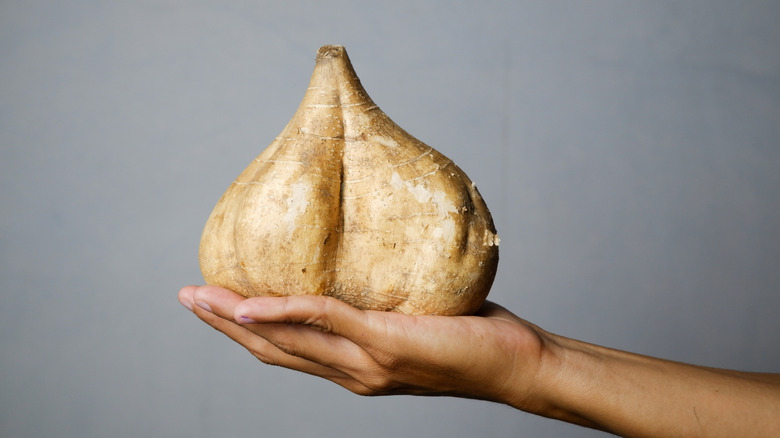 hand holding a jicama tuber