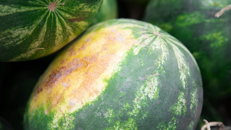 watermelons in pile