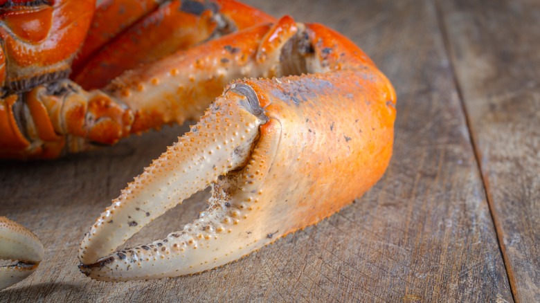 close up of a crab claw