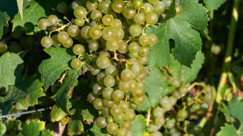 Bunch of white grapes in German vineyard.