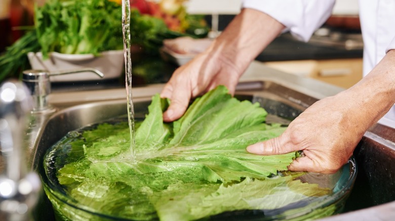 Woman washes lettuce leaves in large bowl of water