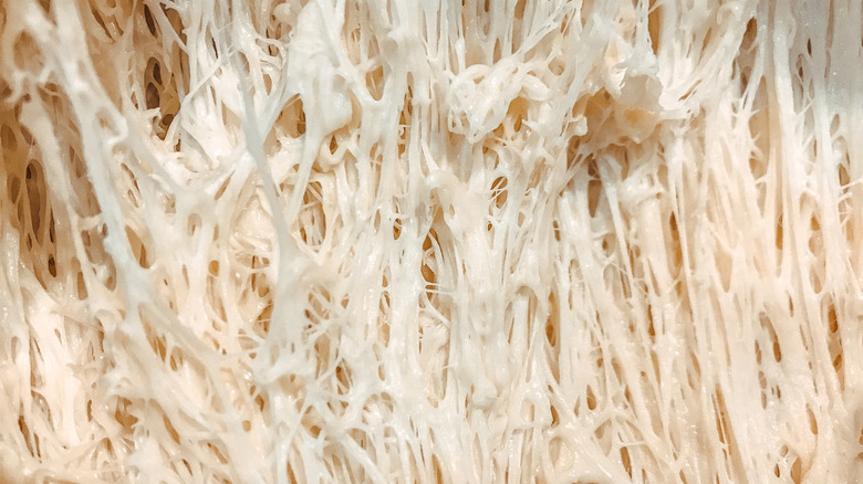 A closeup of gooey, stretched bread dough.