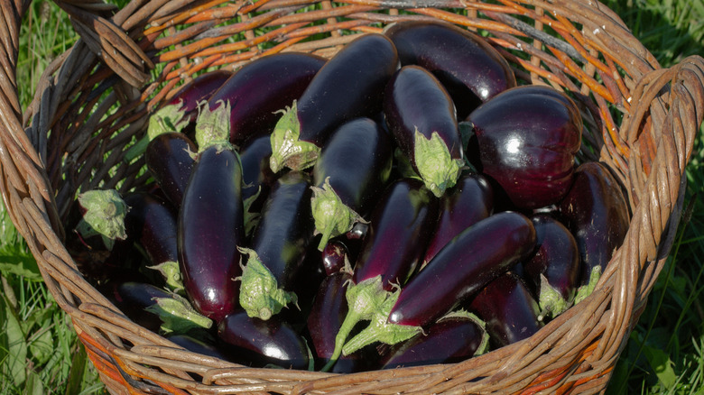 eggplants in wicker basket