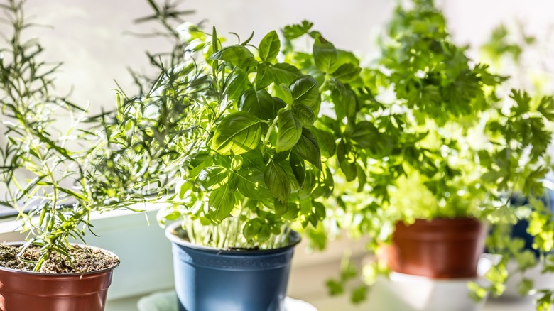 Fresh herbs growing in pots on a sunny windowsill