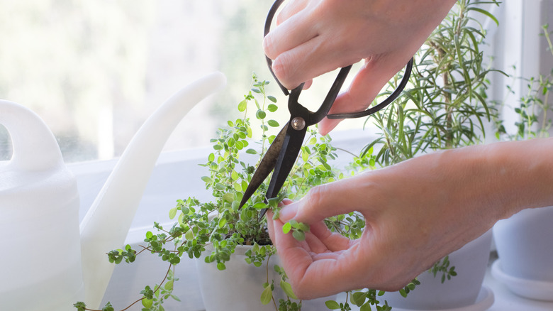 Person using kitchen shears to cut marjoram