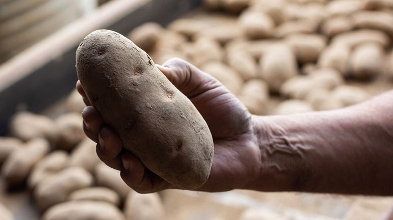 hand holding a russet potato in front of giant bin of potatoes