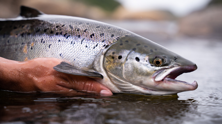 Hand holding a live salmon above water