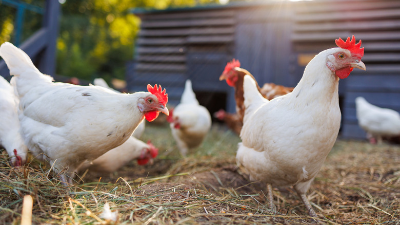 Chickens in a backyard