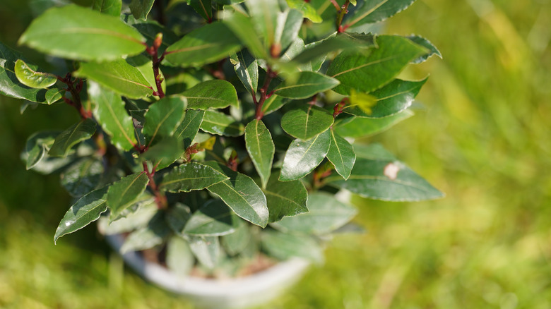 bay leaves on tree