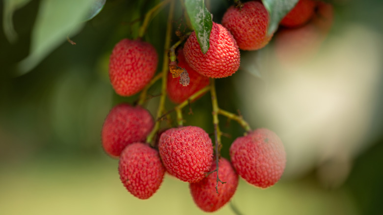 Lychee fruits growing on a plant