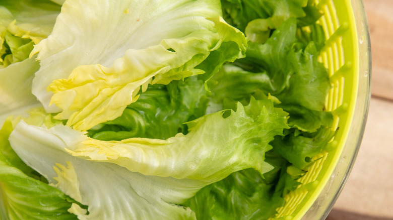 Green lettuce leaves in a salad spinner