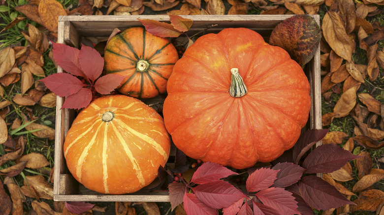 Pumpkins with leaves