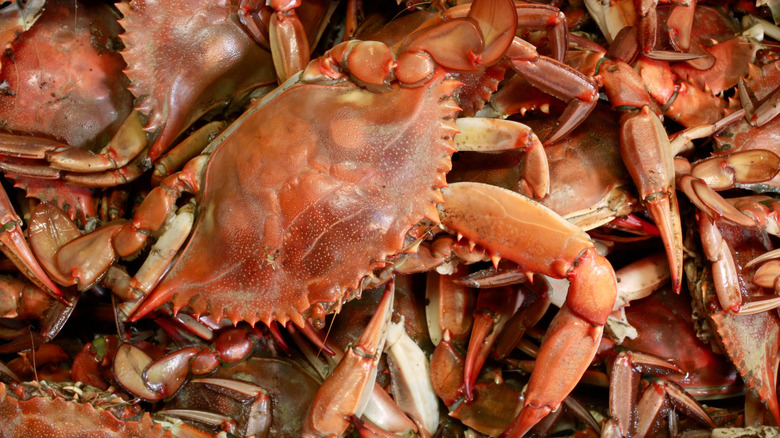 Multiple crabs piled on top of one another