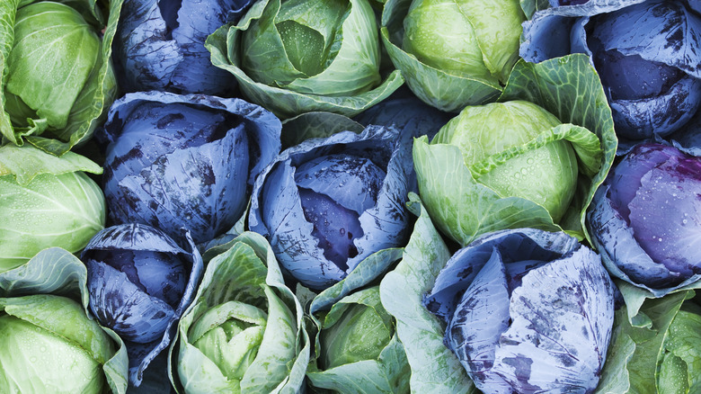 Heads of fresh red and green cabbage