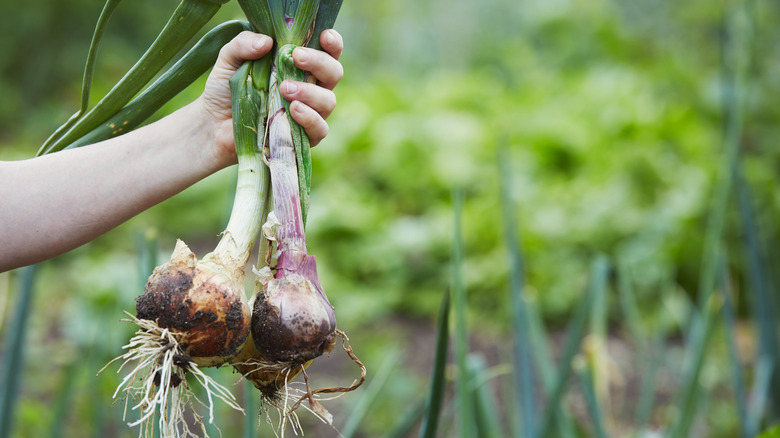 Harvesting fresh onions