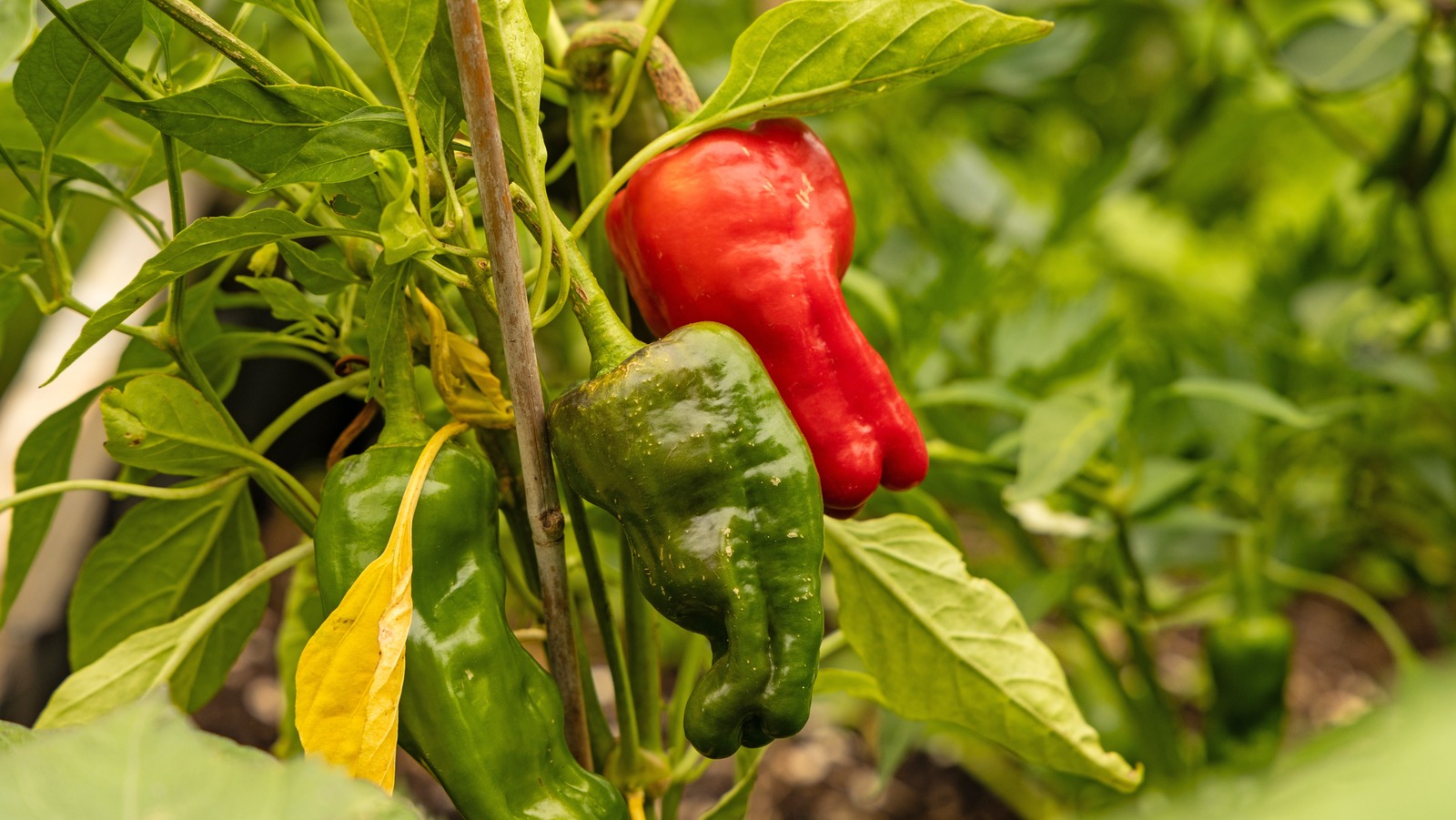 Is There A Difference Between Pimentos And Roasted Red Peppers?