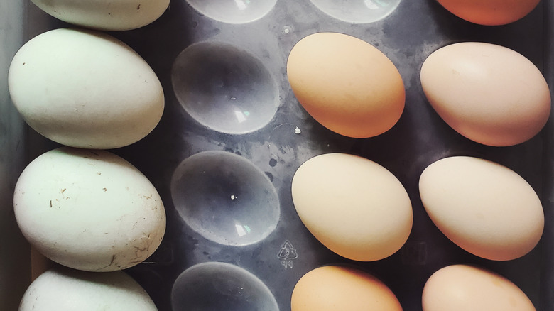 Duck and chicken eggs side by side