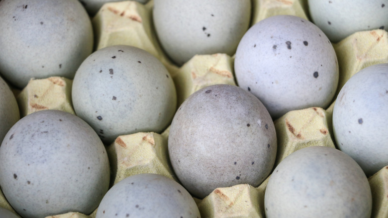 A cardboard container of speckled gray duck eggs