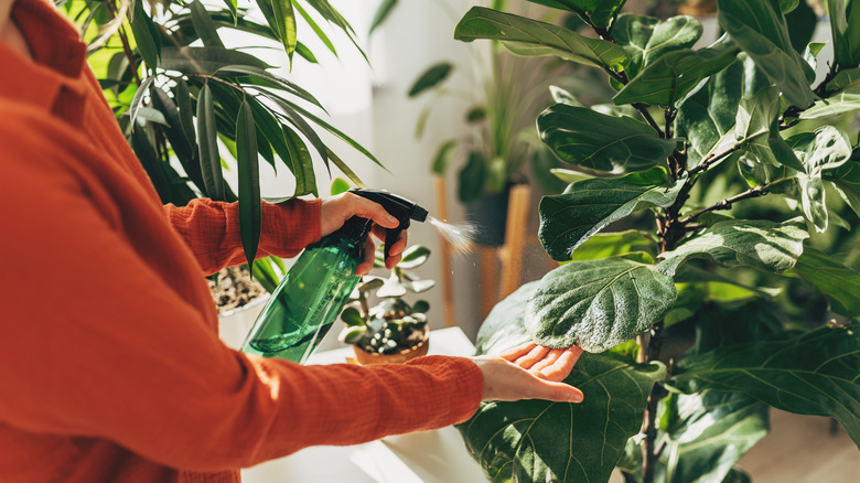 Spraying water on fig plant