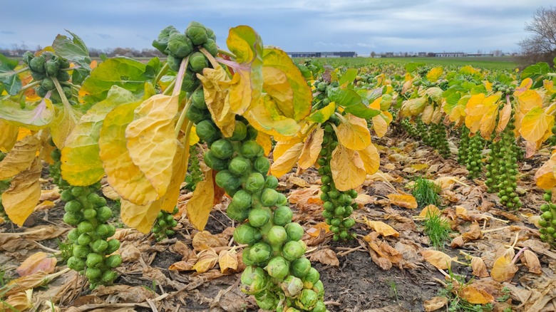 Brussels sprouts on the stalk before harvest