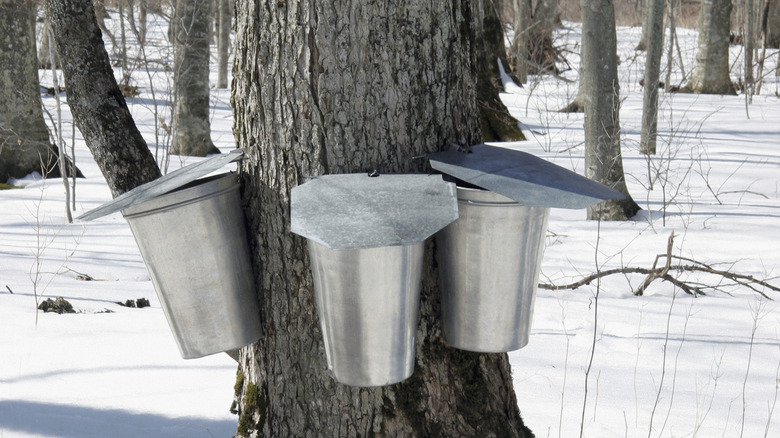 Three buckets collecting sap from a maple tree in a snowy wood