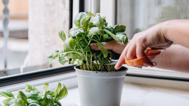 A hand trimming a basil plant with scissors