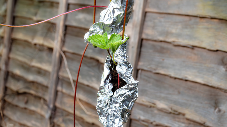 Foil wrapped around strawberry plant