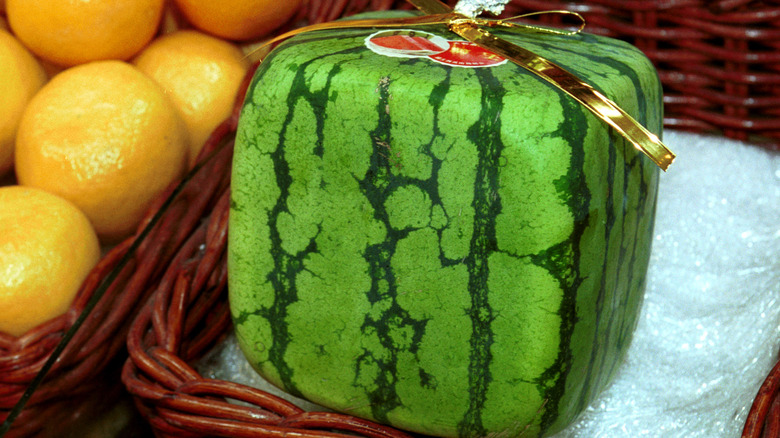 square watermelon Japan 