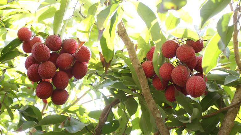 bunches of red lychees growing on a tree