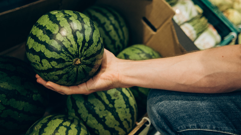 man choosing watermelon from bin