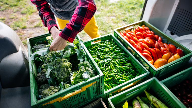 farmer placing crops in bins