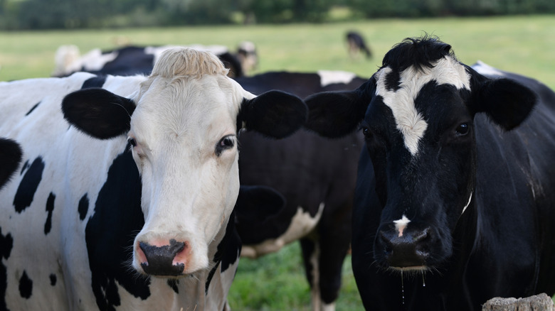 Cows on a pasture