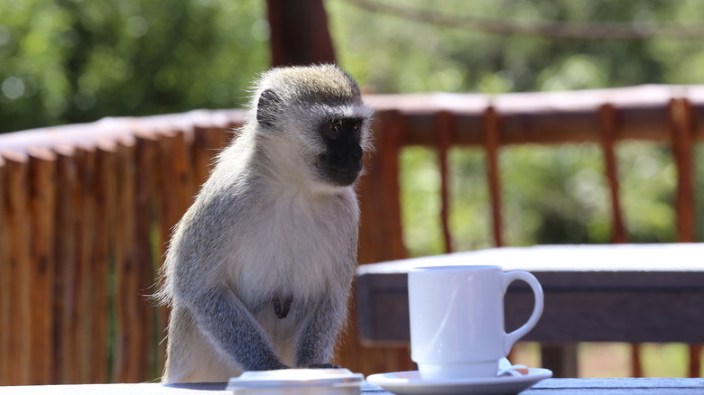 monkey next to a coffee cup