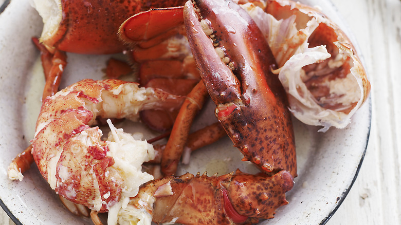 Lobster claw with some meat out of the shell on a plate