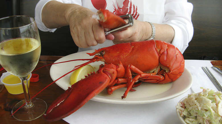 Person cracking the claw of a whole cooked lobster