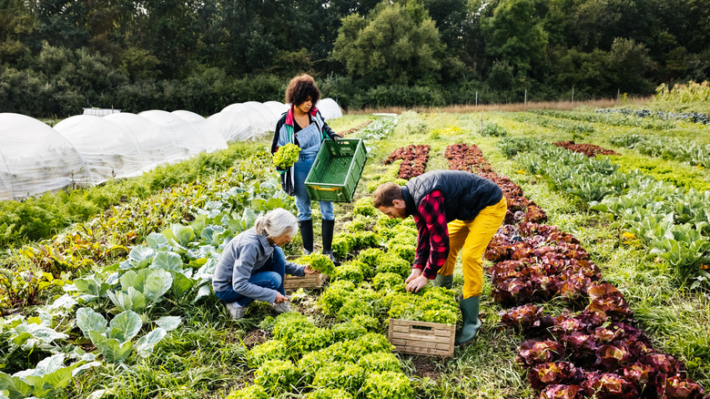 Farmers hand-picking produce from a garden