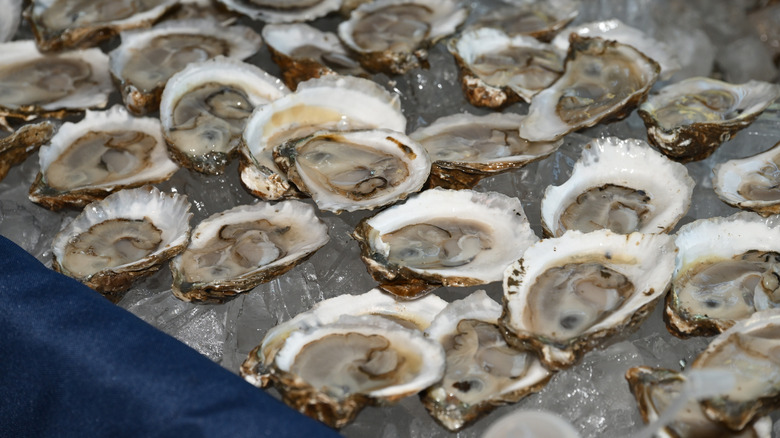 Multiple oysters sitting on a bed of ice