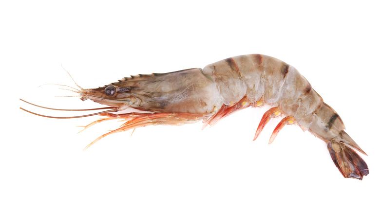 a raw shrimp with head, eyes, and legs still attached on white background