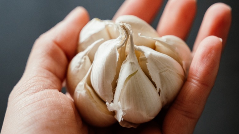 A hand holding a head of garlic cloves.