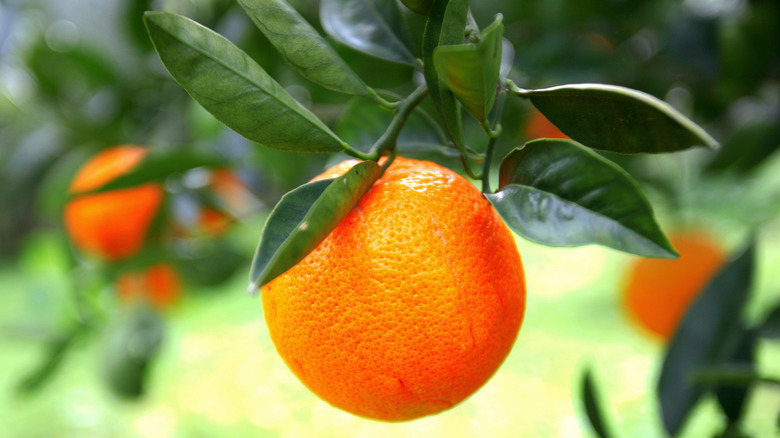 Close up of an orange hanging from a tree