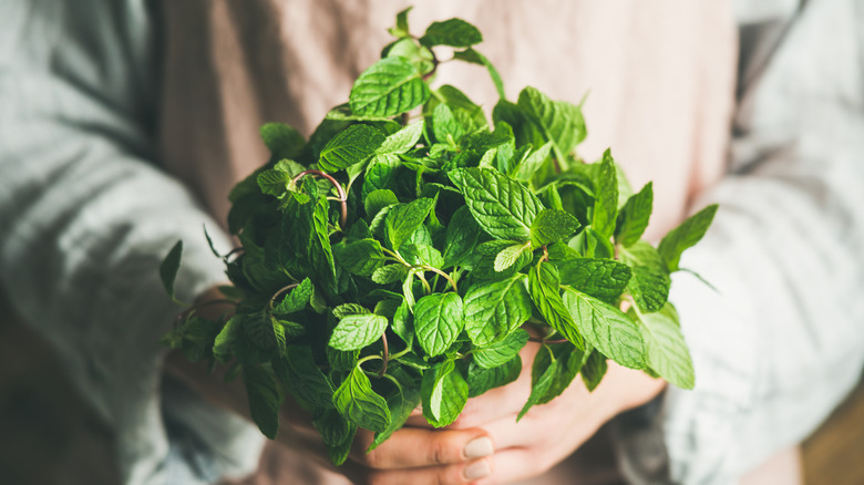 Woman holds a bunch of fresh green mint leaves