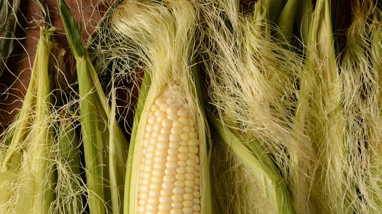 Fresh corn with silk