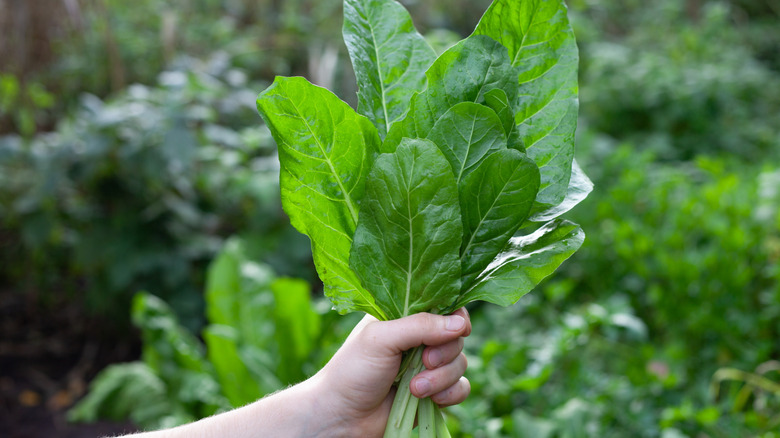 Person holding a bunch of fresh spinach