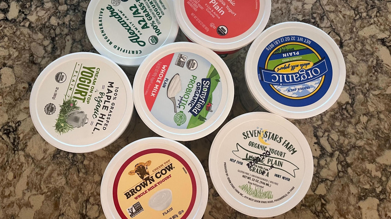 several plain yogurt containers